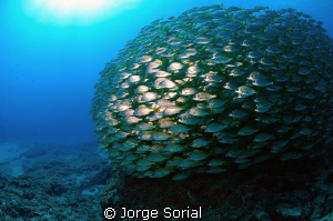 Underwater ball? by Jorge Sorial 